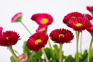 Closeup of pink spring  delicate small  bellis daisy flower © Iryna