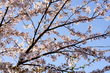 Cherry blossom with small bird