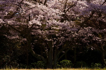Cherry blossom with dark background