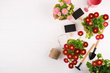 Workspace, Planting spring flowers. Garden tools, plants in pots and watering can on white table. Top view, place for text