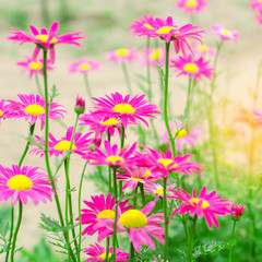 pink daisies in the garden. natural wallpaper, background for design, place for text, spring flowers