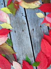Autumn seasonal background frame with falling autumn leaves   