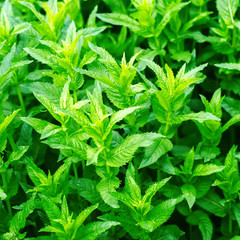 fresh green young mint in the garden, mint sprouts close-up. green bush. aromatic additive. background for design