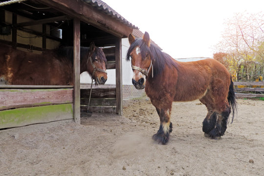cheval de trait belge dans pr&eacute;