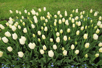 White tulips in garden, aerial view