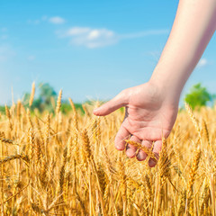 Wheat sprouts in a farmer's hand. wheat culture and blue sky closeup. a golden field. beautiful view. symbol of harvest and fertility. Harvesting, bread. place for text