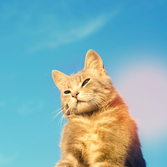 gray cat on a blue background in sunlight. cat in the sky. a pet. beautiful kitten. place for text. copyspace