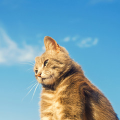 gray cat on a blue background in sunlight. cat in the sky. a pet. beautiful kitten. place for text. copyspace
