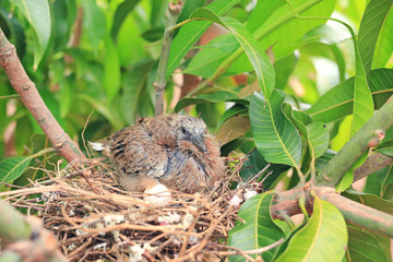 Newborn bird hatched from the egg and the one egg in bird's nest on tree branch in the nature.