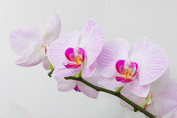 Naklejka na ściany i meble flowers orchids