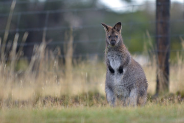Naklejka na ściany i meble Red-necked wallaby Tasmania Australia
