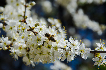 Close-up of active bee on a sunny spring day, springtime bloom, tiny white blossom flowers, blue sky background, tiny leaves, branches, gardening