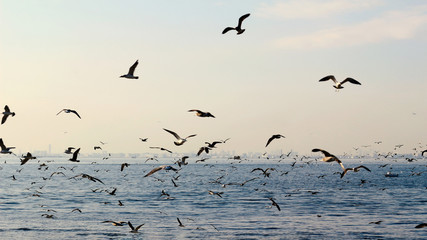 Flock of seagulls flying above the sea