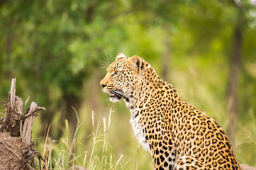 Fototapeta na wymiar Leopard Sitting Amongst Green Grass In A Nature Reserve
