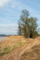 On the bank of the wide Dutch river Amer near the village of Lage Zwaluwe, North Brabant. Spring begins, the reeds are still yellow and withered but the leaves on the trees are budding already.