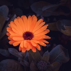 orange flower in springtime