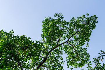 Background of nature