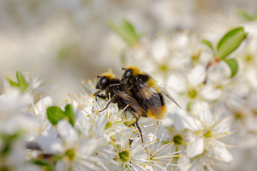 Hummel sitzt auf weißen Kirschblüten und paaren sich