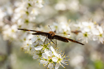 ein Schmetterling sitzt auf weißen Kirschblüten und kostet Nektar
