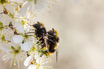 Hummel sitzt auf weißen Kirschblüten und paaren sich