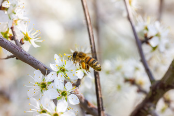 eine Honigbiene sammelt an weiße Kirschblüten Honig