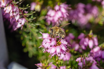 eine Biene sammelt auf einer Blume (Schneeheide) Honig