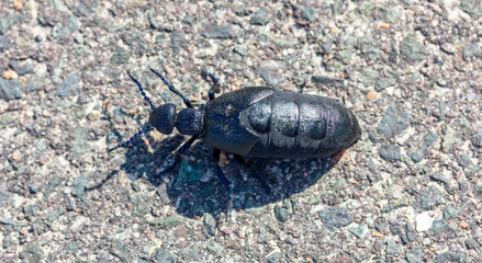 ein Ölkäfer krabbelt auf der Straße © Robert Leßmann