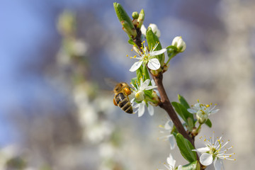 eine Honigbiene sammelt an weiße Kirschblüten Honig