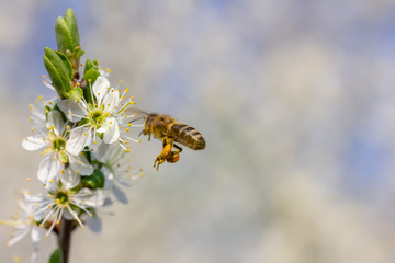 eine Honigbiene sammelt an weiße Kirschblüten Honig