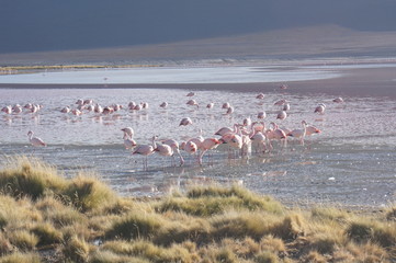 Laguna Colorada - Sud Lipez - Bolivia