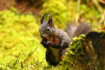 Eichhörnchen im Wald