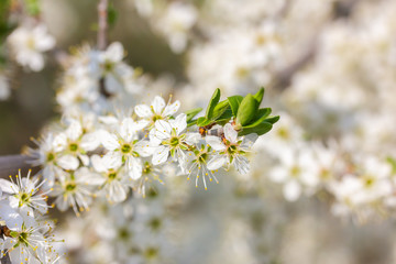 weiße Kirschblüten im Frühling bei Sonnenschein
