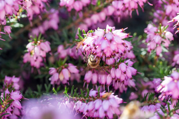 eine Biene sammelt auf einer Blume (Schneeheide) Honig