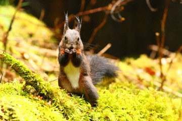 Eichhörnchen im Wald