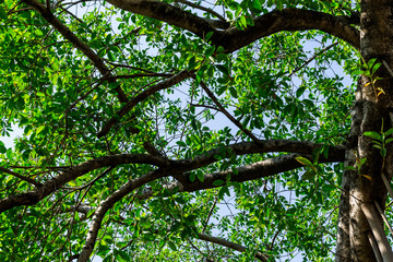 Background of nature