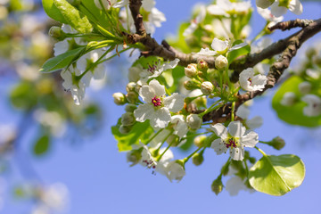 weiße Kirschblüten im Frühling bei Sonnenschein