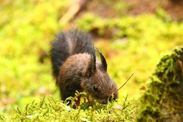 Eichhörnchen im Wald