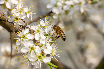 eine Honigbiene sammelt an weiße Kirschblüten Honig