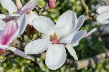 Nahaufnahme von einer Kobushi-Magnolie im Frühling