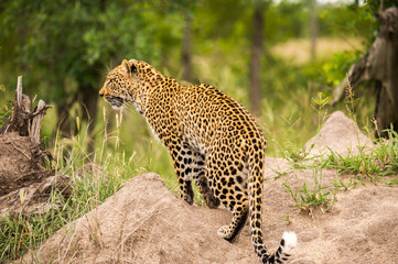 Fototapeta na wymiar Leopard Walking Amongst Green Grass In A Nature Reserve