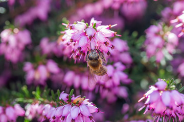 eine Biene sammelt auf einer Blume (Schneeheide) Honig