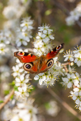 ein Schmetterling sitzt auf weißen Kirschblüten und kostet Nektar