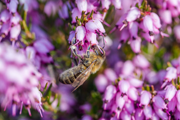 eine Biene sammelt auf einer Blume (Schneeheide) Honig