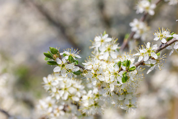 weiße Kirschblüten im Frühling bei Sonnenschein