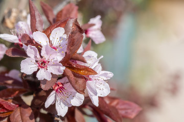 Nahaufnahme von einer Rosa Mirabelle im Frühling