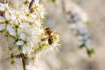 eine Honigbiene sammelt an weiße Kirschblüten Honig