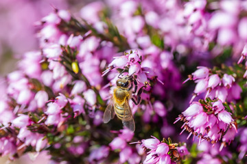 eine Biene sammelt auf einer Blume (Schneeheide) Honig