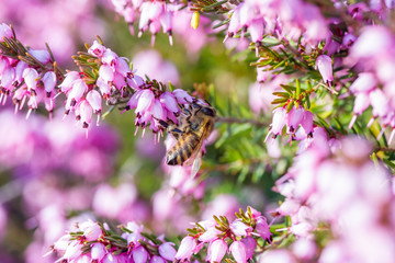 eine Biene sammelt auf einer Blume (Schneeheide) Honig