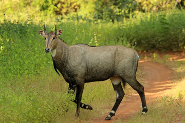 Nilgai, Boselephus tragocamelus, Tadoba National Park, Maharashtra, India.