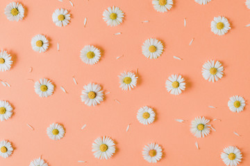 Flowers composition. Pattern made of chamomiles, petals on pastel orange background. Spring, summer concept. Flat lay, top view, copy space